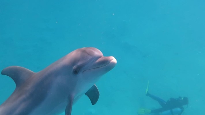 Bottlenose Dolphins at Marsa Nakari House reef by Oliver